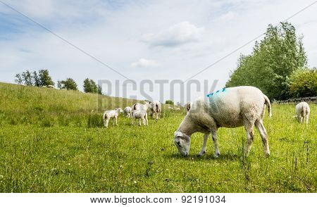 Sheep Grazing Next To A Dike
