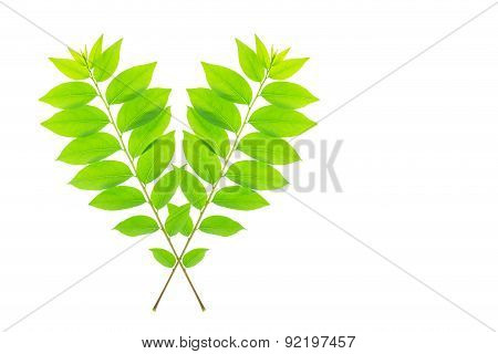 Cose Up Green Leaf Of Star Gooseberry Tree