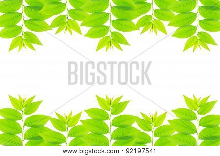 Cose Up Green Leaf Of Star Gooseberry Tree