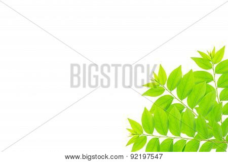 Cose Up Green Leaf Of Star Gooseberry Tree