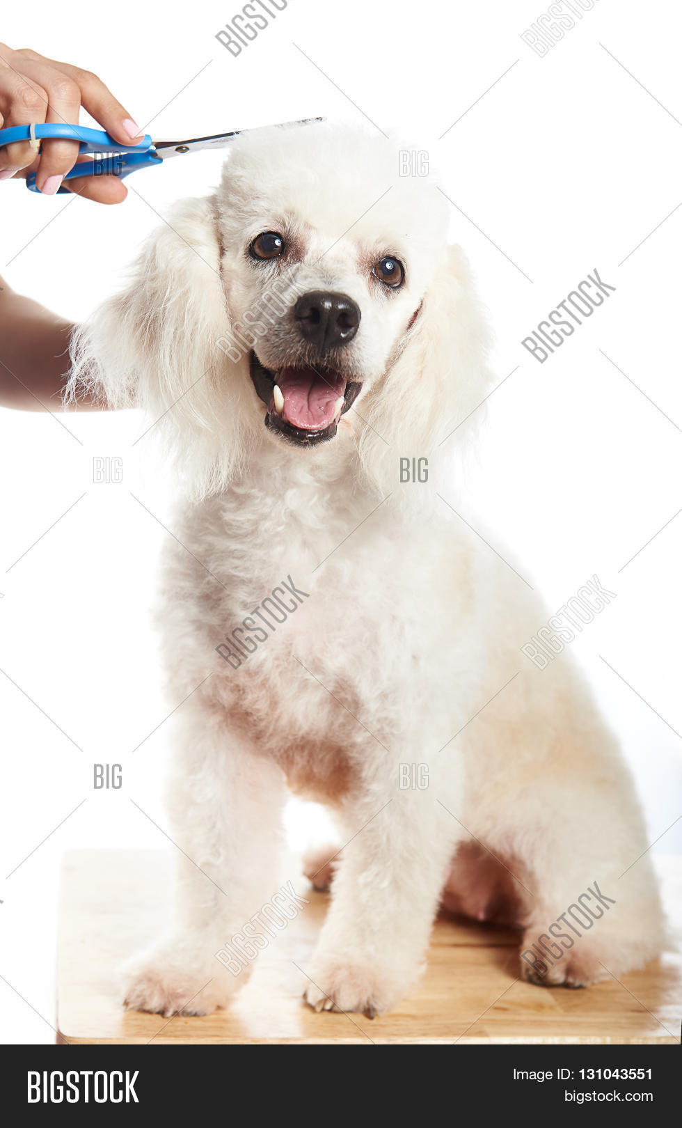Happy Dog Hair Cut Image & Photo (Free Trial) Bigstock