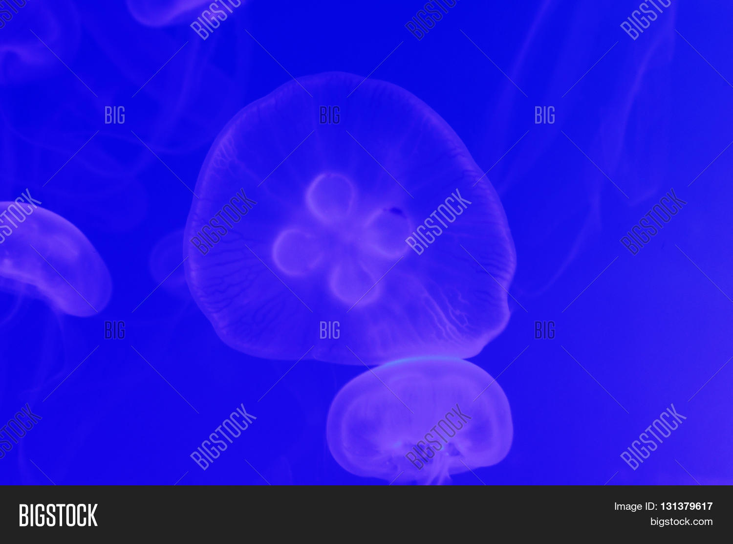 Image Preview