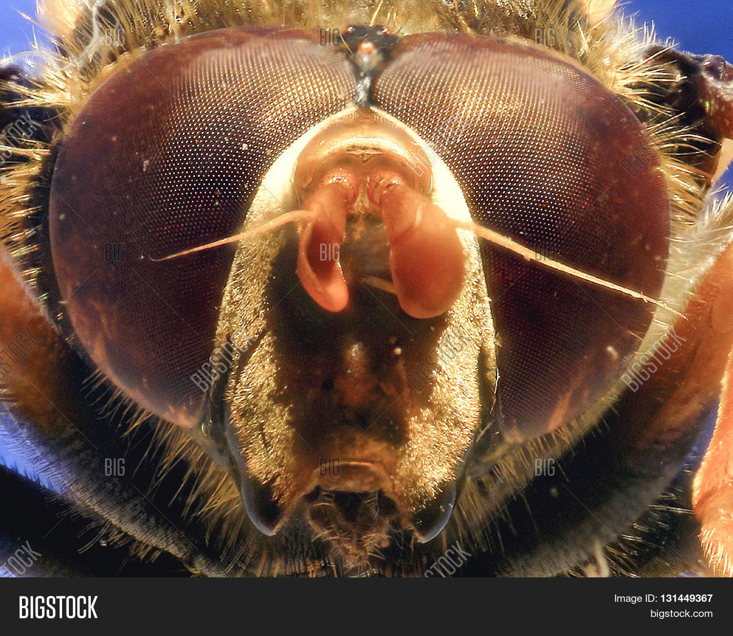 Image Preview