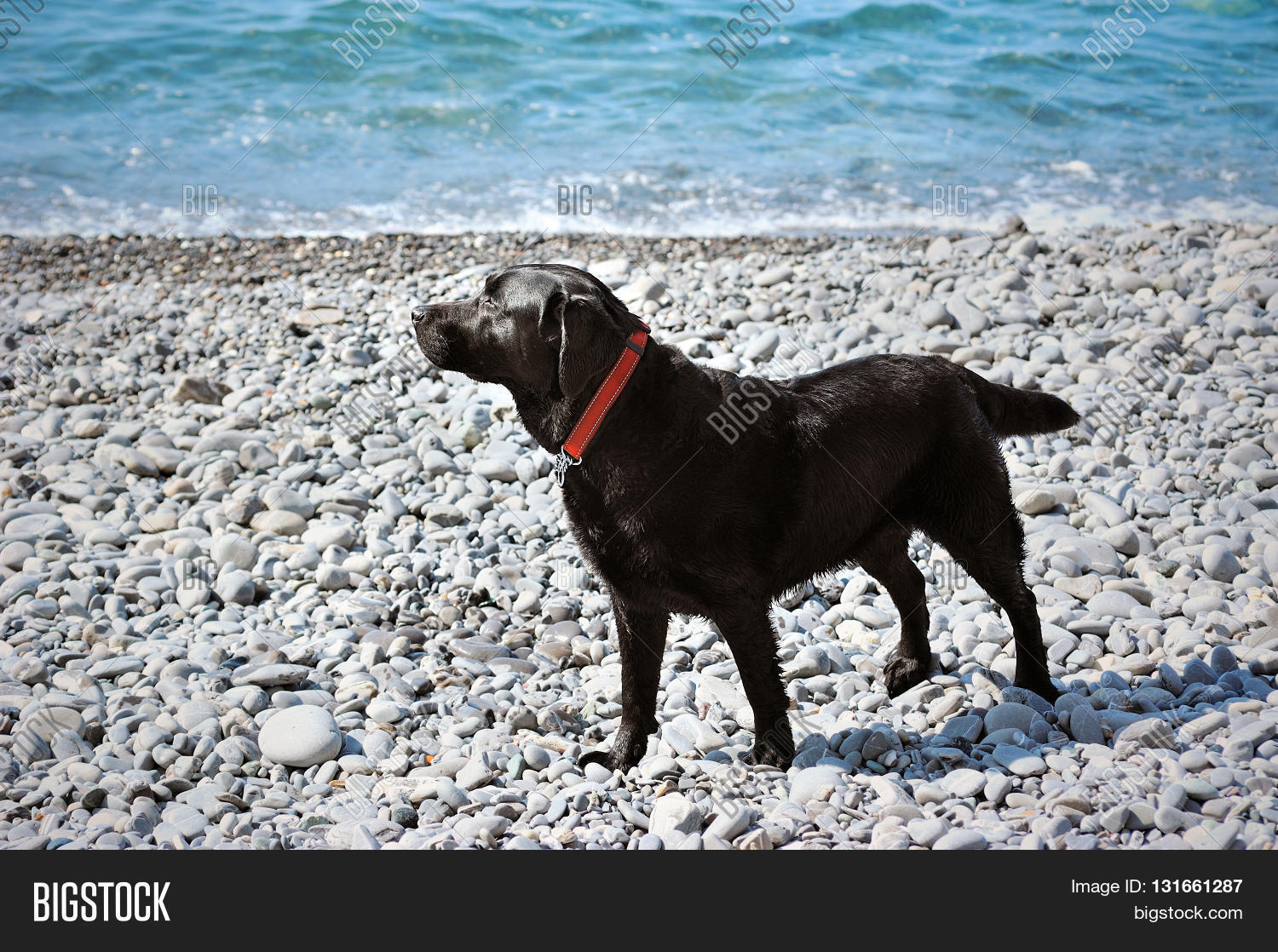Image Preview