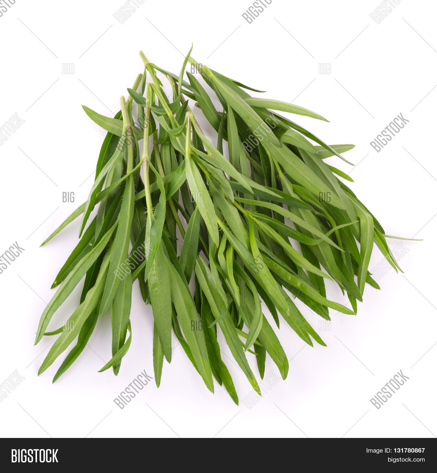 Tarragon Herbs Close Image & Photo (Free Trial) Bigstock