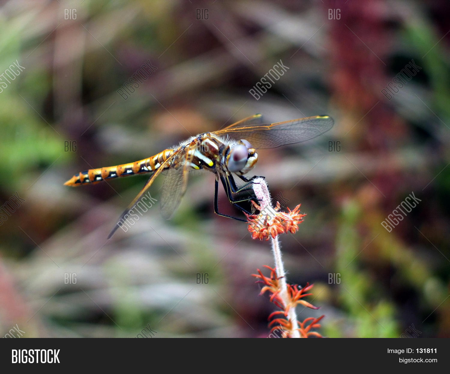 Image Preview