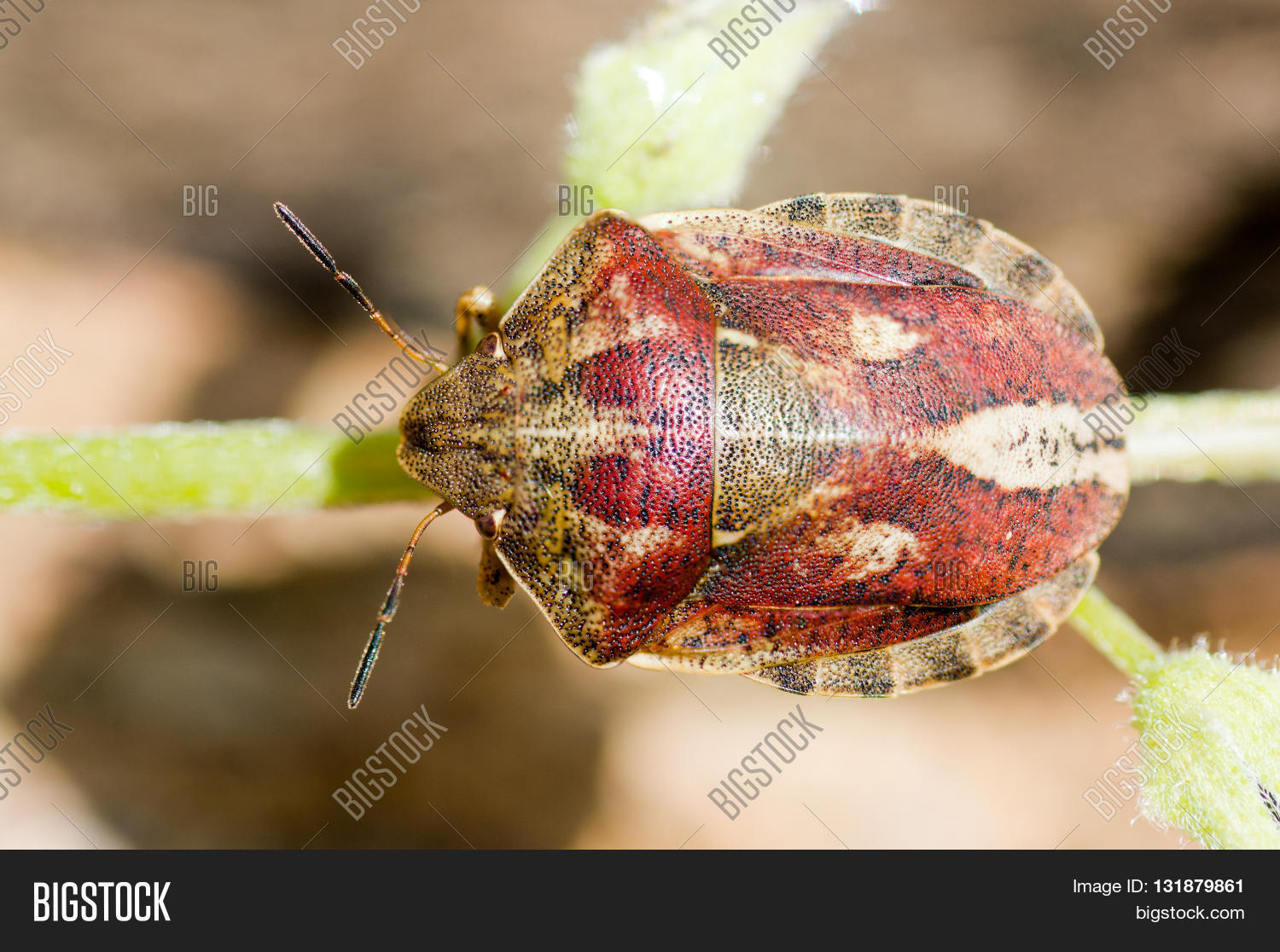 Image Preview