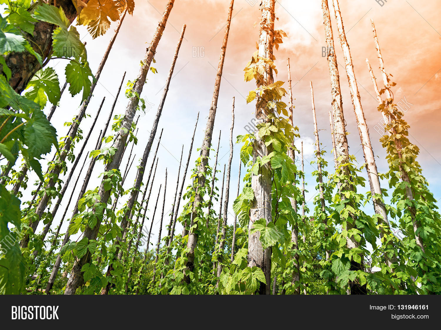 Image Preview