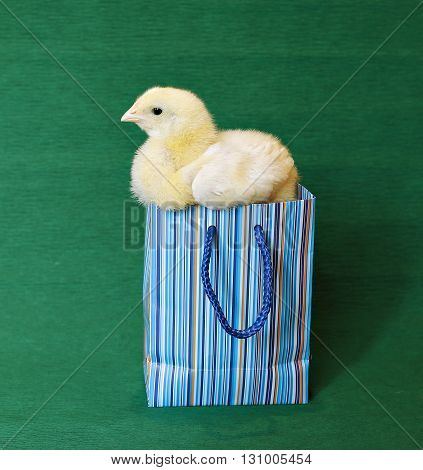 Nestling little yellow chick in blue gift pack on green background