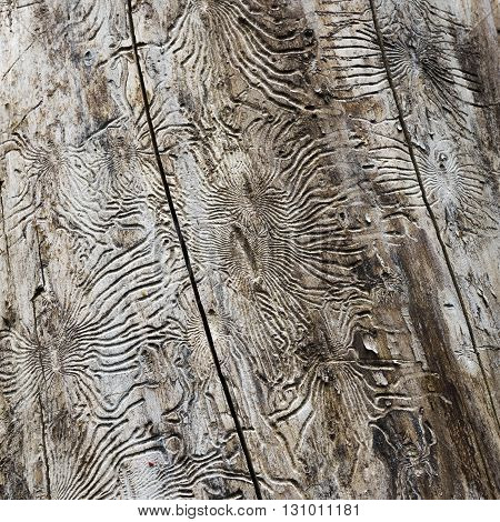 Spring from the trunk of an old tree bark crumbled, revealing the intricate patterns left by the larvae of the bark beetle. Sokolniki Park. Moscow. Russia.