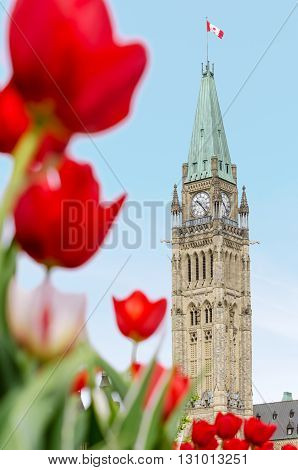 The Peace Tower of the Parliament of Canada with red blurred tulips in the foreground in Ottawa during Canadian Tulip Festival (2016)