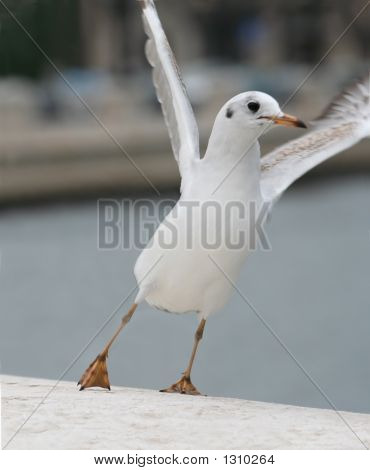 Racek