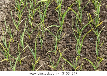 Green onion plantation in the vegetable garden on soil