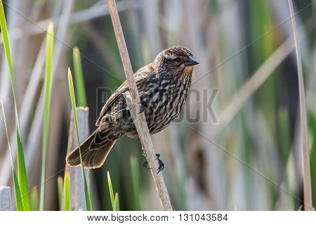 Female Red-winged Blackbird on a cattail near a nest.