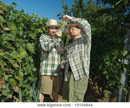 Vintners vuonna Ranskan olki tutkii rypäleet aikana vuosikerta.