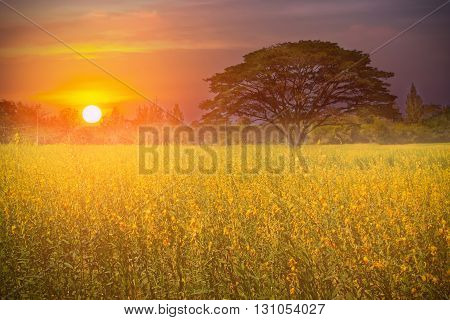 Big tree in the yellow flower farm at beautiful sunrise