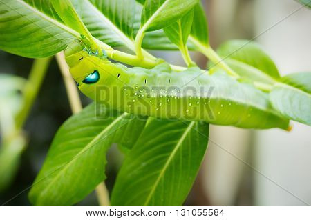 Green Caterpillar on branch in the garden
