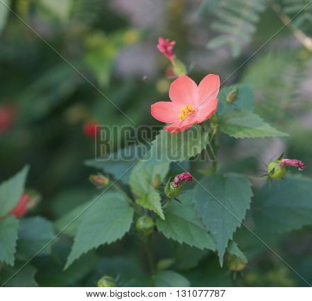 Small Of Hibiscus Flower