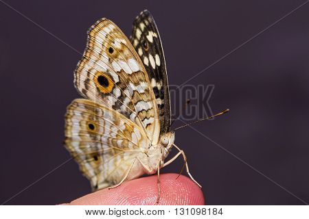 Lemon Pansy Butterfly