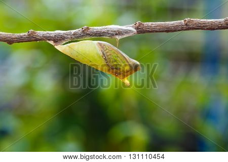 Mature Chrysalis Of Tailed Jay Butterfly