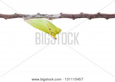 Isolated Chrysalis Of Tailed Jay Butterfly With Twig On White