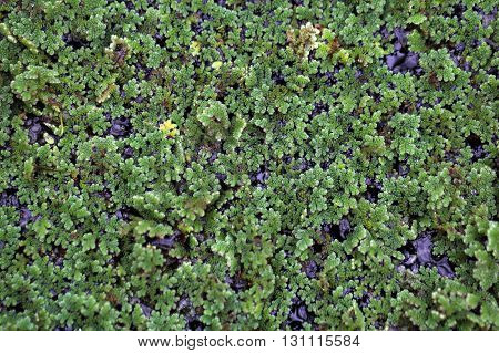 Macro photo of water ferns of the genus Azolla sp.