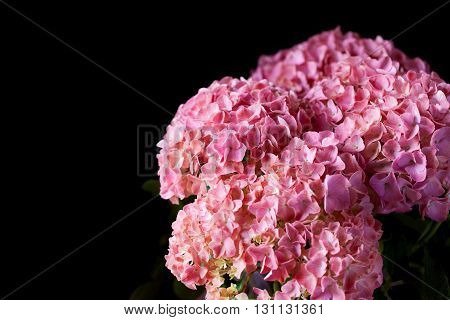 beautiful pink hydrangea - bouquet, composition on a dark background