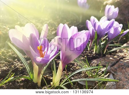 Crocus -blomming spring flowers.