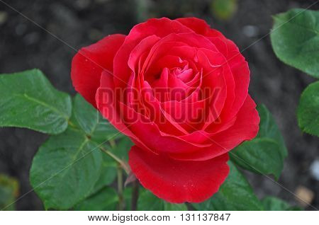 Beautiful single red rose in full bloom