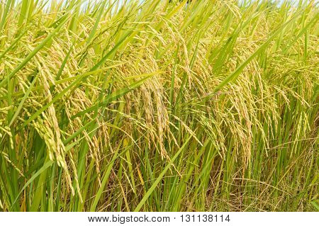 the golden rice field ready for harvest