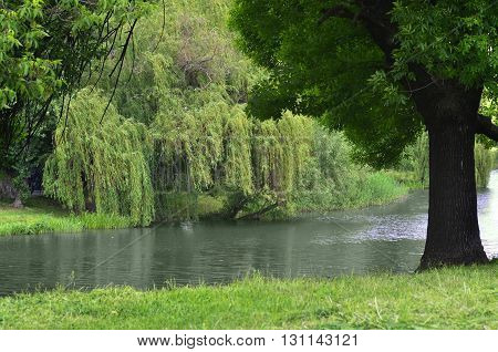 Willow tree bent over the picturesque lake water