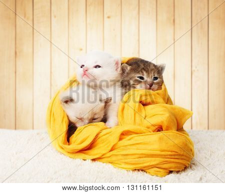 White and grey kittens. Cute kittens in a yellow cotton textile isolated at wooden background. Adorable pets. Small heartwarming kittens. Little cats. Animals isolated. High key