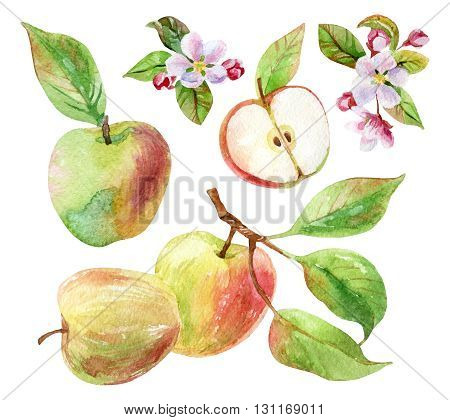 Apple branches with blossom leaves and fruits set. Watercolor apple fruit and apple bloom isolated on white background. Summer harvest. Fruit on branch with leaves collection. Hand drawn illustration