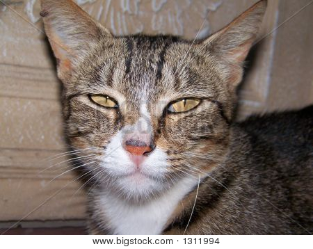 猫