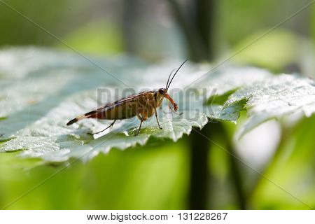 Panorpa communis sit on green leaves in sunlight