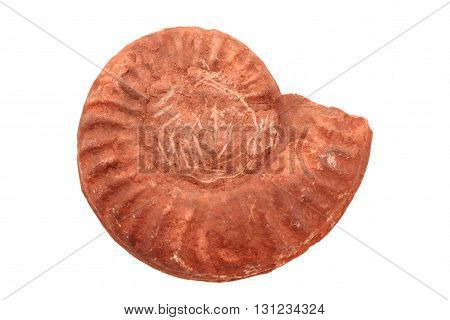 Ammonite Fossil Isolated