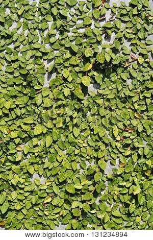 Background Of Coatbuttons Or Mexican Daisy On The Wall.