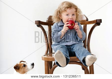 Little two year old girl eating big red apple while sitting in wood chair in studio. Baby looking straight to the camera. Near dog looking to the apple isolated background