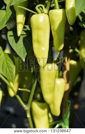 Chili peppers growing in the vegetable garden.