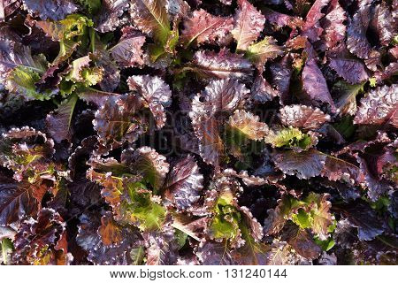 Red oak leaf lettuce Fresh garden salad.