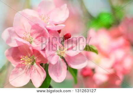 Spring blossom background , Apple flowers soft focus