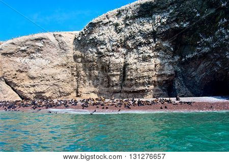 Seal On Ballestas Islands, Paracas. Peru