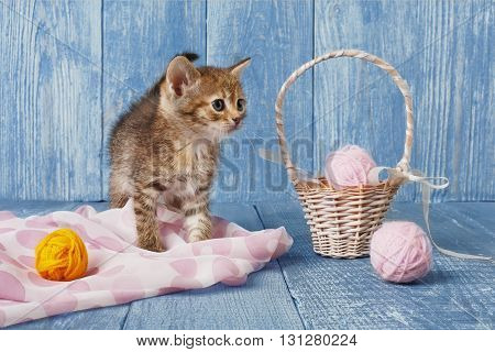 Grey kitten with pink wool ball and straw basket. Playful grey kitten. Sweet adorable kitten on a serenity blue wood background. Small cat. Funny kitten with copyspace