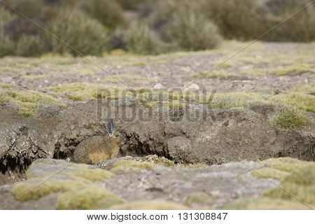 Mountain Viscacha (Lagidium viscasia) resting on the ground in Lauca National Park, northern Chile.