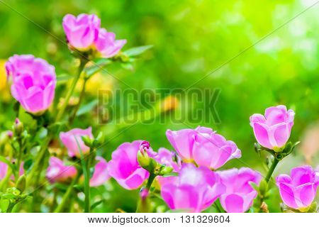 Portulaca Grandiflora (moss-rose Purslane Or Moss-rose), Family Portulacaceae..