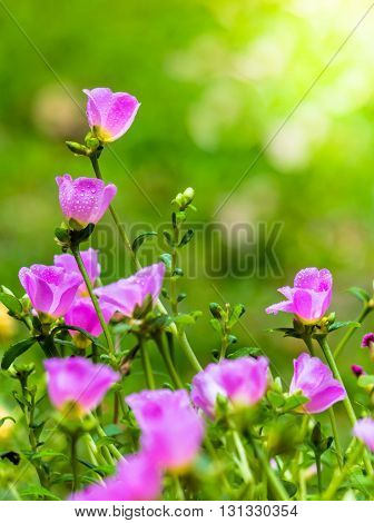 Portulaca Grandiflora (moss-rose Purslane Or Moss-rose), Family Portulacaceae..