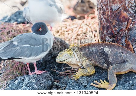 Swallow Tailed Gull And Iguana On  Galapagos Islands