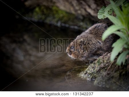 Water vole sitting on waters edge with reflection