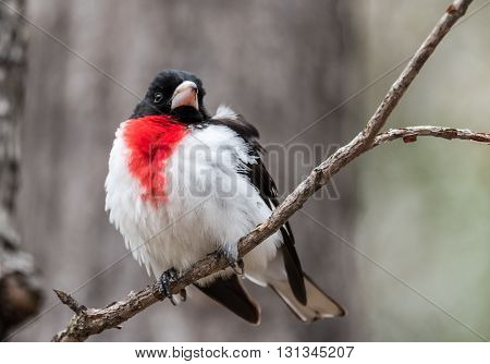 A Rose Breasted Grosbeak (Pheucticus ludovicianus) lands on a nearby tree branch and puffs up against a chilly springtime breeze.  Briefly views his surroundings.