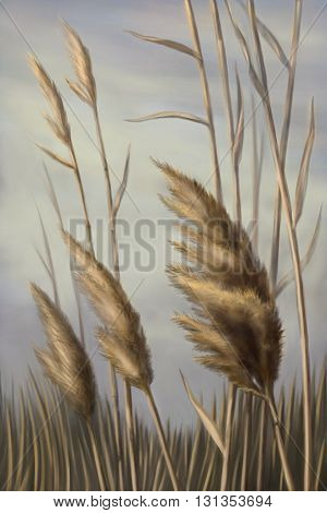 Reed against the sky illustration graphic  landscape